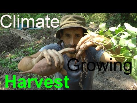 , title : 'Two Easy ways to Grow Sweet Potatoes - Slips Cuttings & Harvesting!'