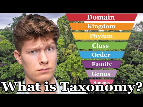 What is Taxonomy? (Everything You Need To Know)