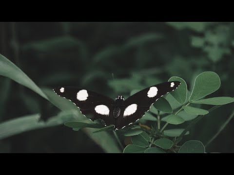 Nature Photography in Monsoon with Canon 1500D & Kit lens(18-55mm)