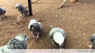 preview picture of video 'Meet our Residents The African Grey Scavanger Hunt'