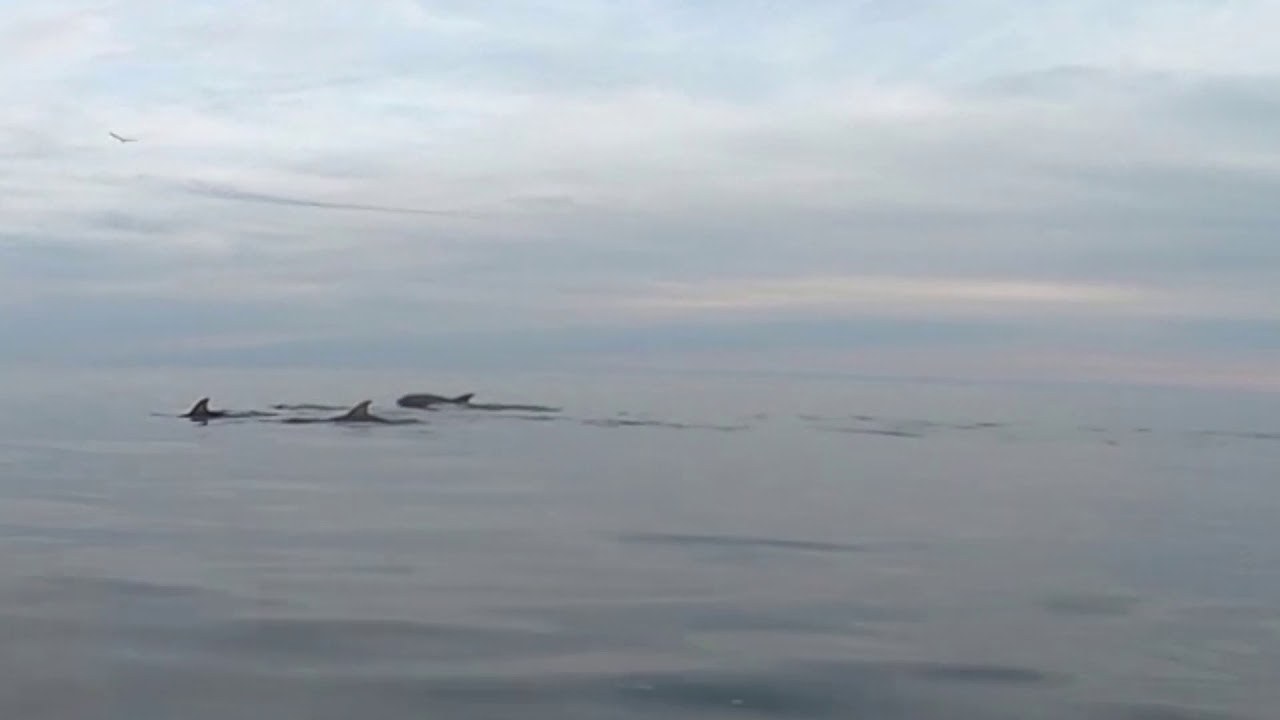 Glassy waters and pods o' dolphins...