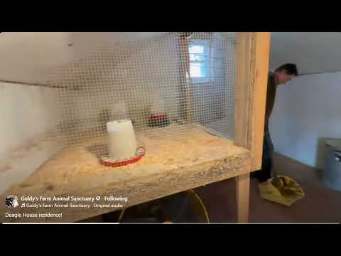 FB Goldy's Farm Animal Sanctuary Deagle House residence! 1212pm   182026