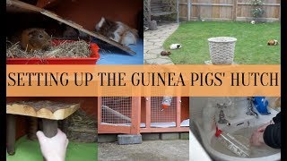 HOW I SET UP MY GUINEA PIGS