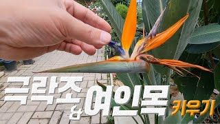 극락조 키우기 여인목 키우기