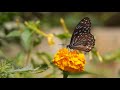 Butterfly Status Pixabay Video Free Download Shorts
