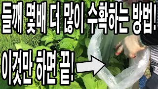 들깨 몇배 더 많이 수확하는 방법! 들깨는 이것만 해주시면 이번 들깨 농사 끝!