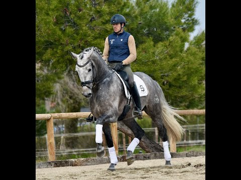 Sultan de Susaeta & Guillermo Garcia Ayala - 6 year´s old  - Yeguada Susaeta. March 2021.