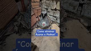 Eliminando Ácaros e  Piolhos no ninho da galinha #shorts