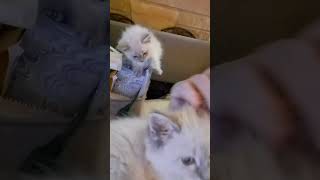 Ragamuffin Cats Videos
