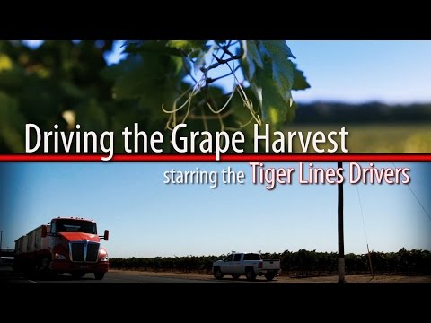 Tiger Lines: Driving the Grape Harvest