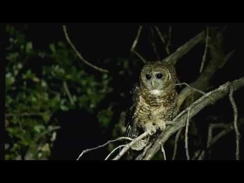 Sova zlatohlavá — Spotted Owl