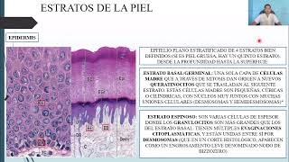 HISTOLOGÍA: SISTEMA TEGUMENTARIO