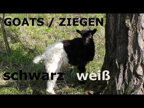 , title : 'Ziegen schwarz weiß / Goats black & white'