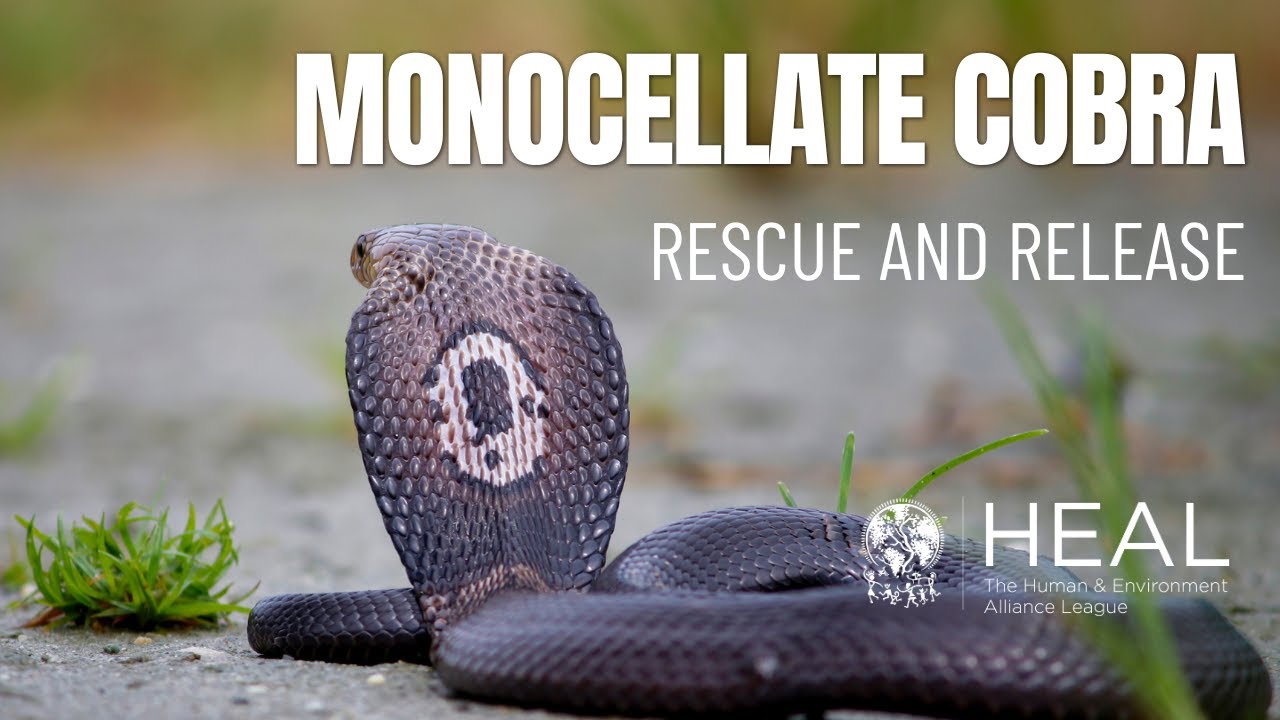 Monocellate Cobra Rescue in South 24 Parganas, West Bengal