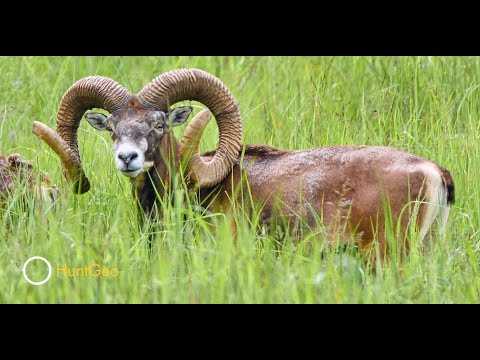Mouflon in Austria and Slovakia