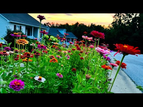 So many ZINNIAS! // Hellstrip garden // Cottage garden tour