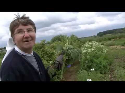 Ob im unteren Rücken Muskelschmerzen sein Regenwürmer für gemeinsame Bewertungen