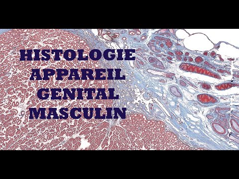 Histologie de l'appareil génital masculin (testicule et voies spermatiques)