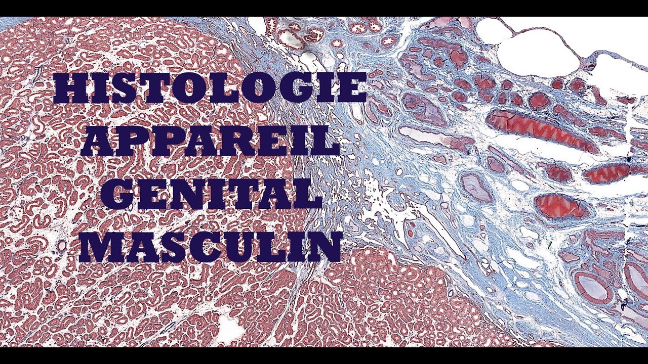 Histologie de l'appareil génital masculin (testicule et voies spermatiques)