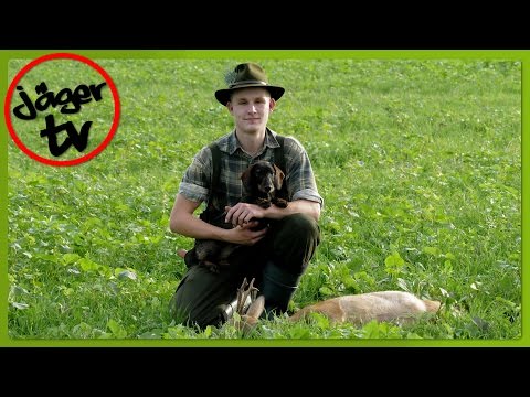 Jagd auf einen reifen Bock