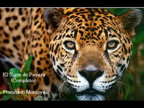 FG El Tigre de Payara (Completo - 5 Partes) -  Francisco Montoya