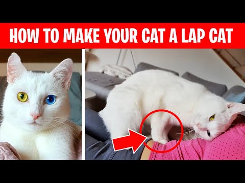 How To Turn Your Cat Into A Cuddly Lap Cat