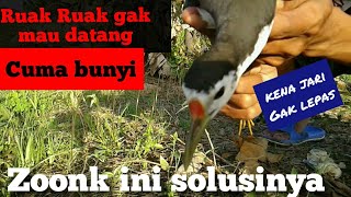 Download lagu Trik jitu mikat Ruak Ruak di lokasi yang sering di pikat gak bakal zonk mp3