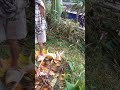 PEREMPUAN HEBAT Gendong Kayu Albasia