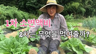 #9 배추 1차 추비 후 2차는 무엇을 어떻게? / 한아름 통큰 배추 무 재배기술 제9편 배추재배 1차 추비…