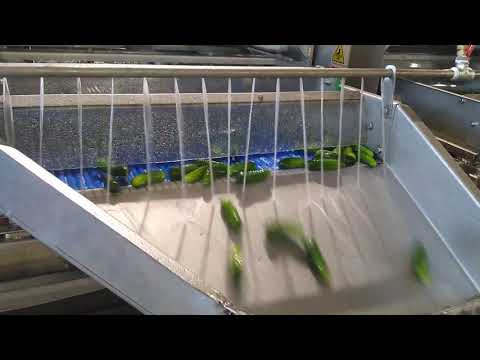 Gherkin Pickle Production Line by KURTSAN /  Kornison Tursu üretim Hatti