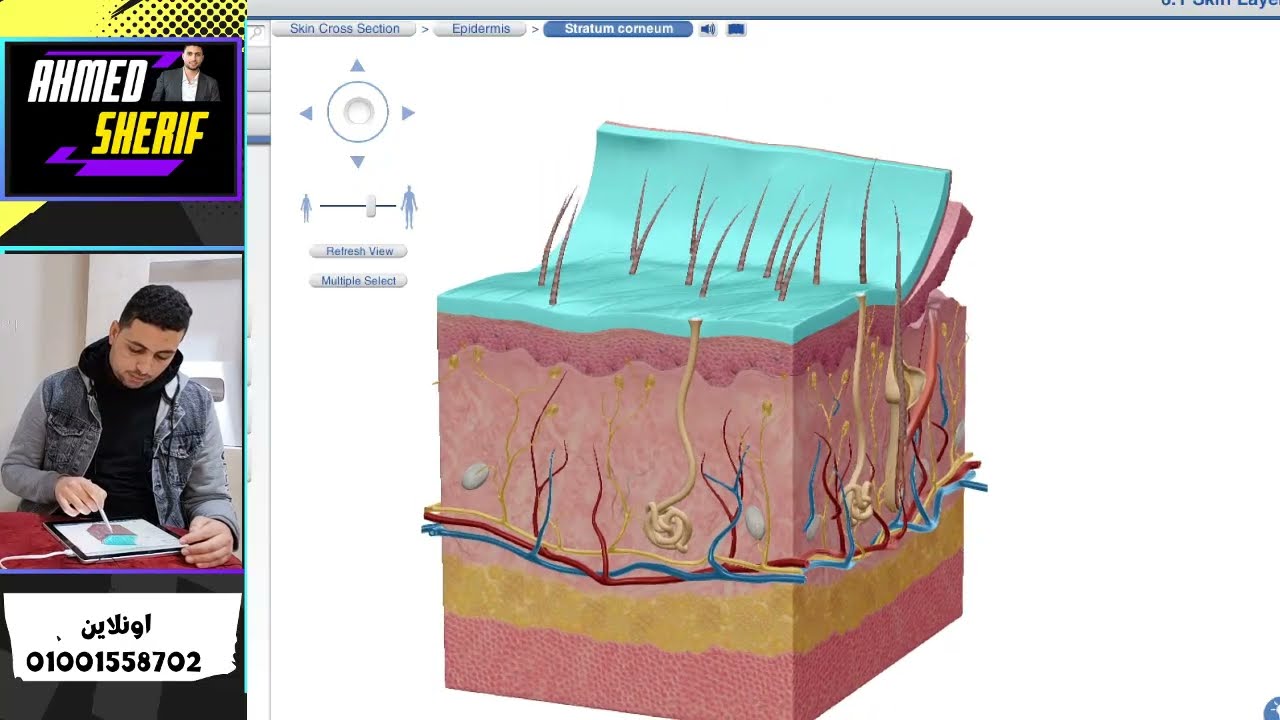 افهم وغذي بصرك: رحلة داخل الكليتين والجلد (الإخراج في الإنسان) - أحياء ثانية ث?