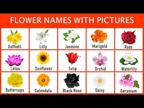 Flowers name in English//Name of Flowers for Kids//ED Randhir Sir