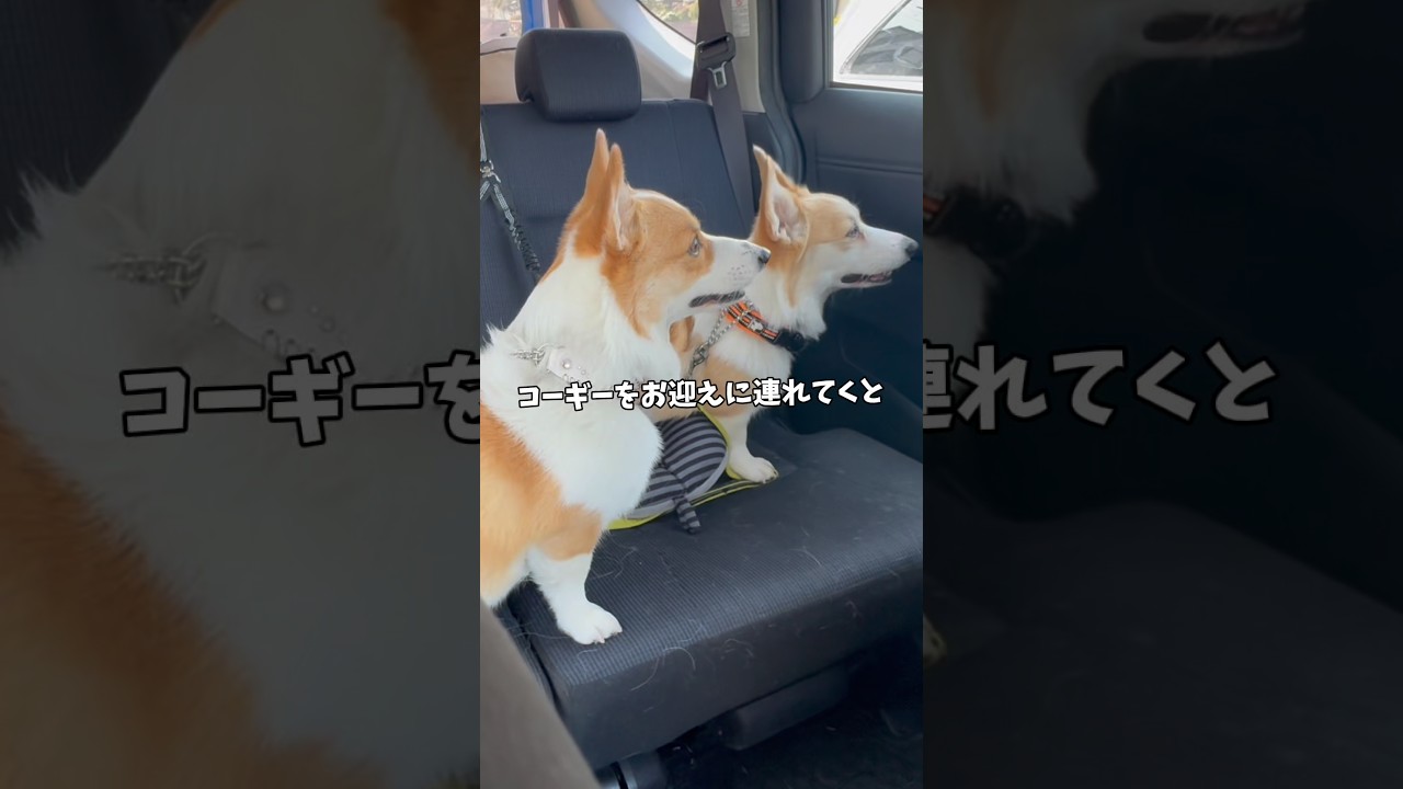息子のお迎えに同行して嬉しいコーギーズ🙌#コーギー #corgi #dog #コーギー多頭飼い #犬のいる暮らし #犬と子供