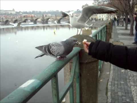 Friendly pigeon in Praha