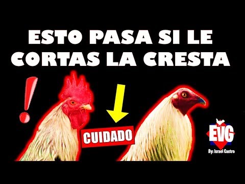 What Happens If You Cut Off a Rooster's Crest? IMPORTANT