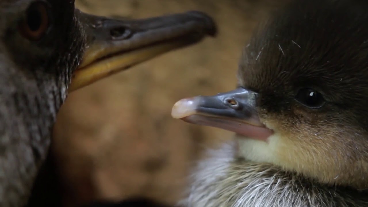 Bērnus aicina atdarināt putnu balsis