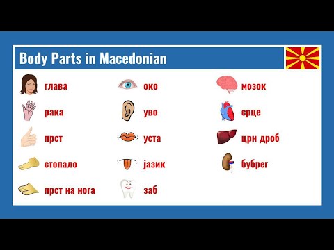 Body Parts in Macedonian
