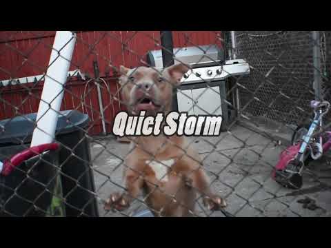 Badlandz Haz - Quite Storm freestyle (Music Video)