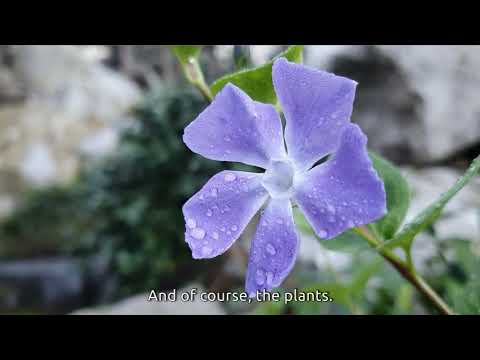 Jardim Chinês de Plantas da Amizade em um passeio pela paisagem viva