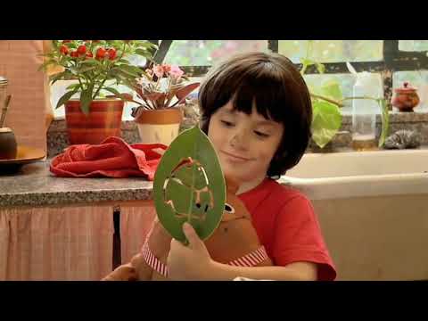 Increíble mundo de las hormigas - Partes del hormiguero