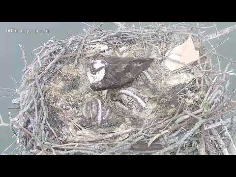 MNSA Osprey-Cam: 6/12/2023 Feeding Time