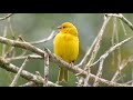 Discover The Vibrant Avian Wonders Of Ecuador 40 Colorful Birds You Have To See