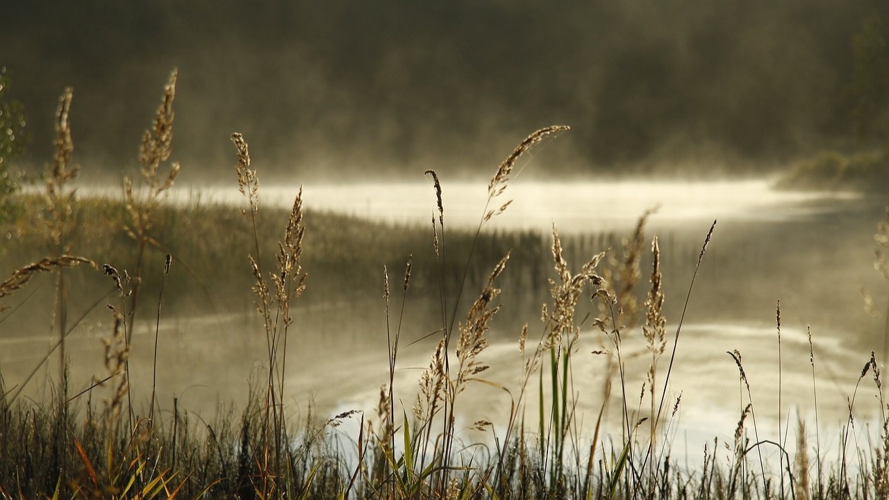 O que é conservação ambiental? Desafios e soluções sustentáveis