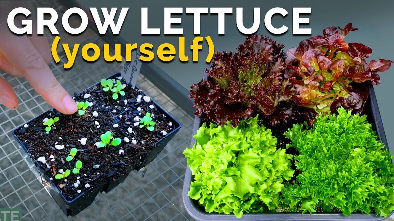 How to Grow Lettuce (From Seed to Harvest) 🌱