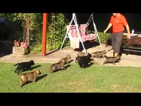 "F" litter AYKMAR - 6,5 weeks, www.aykmar.cz