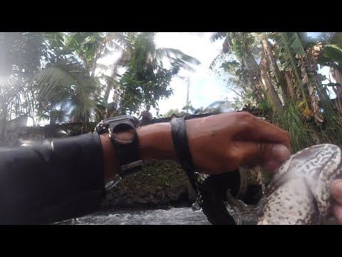 SE02EP106 - Ang SALOT / INVASIVE na AHAS PAGONG (Chinese Soft Shell Turtle) sa MALINTA na ILOG