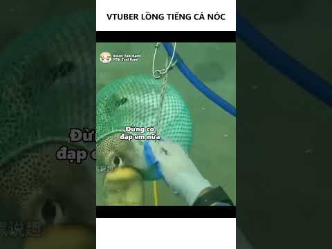 Lồng tiếng cá nóc do @Kaospinku gợi ý nèee #haihuoc #funny #animals #anime #xh