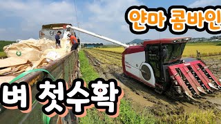 올해 첫 벼배기