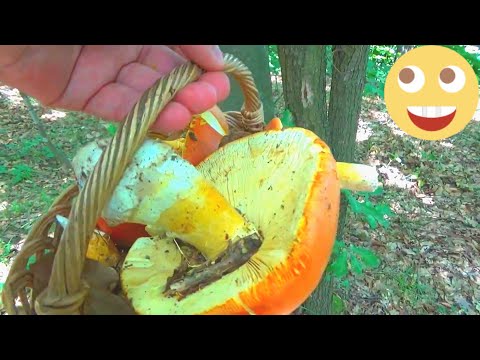 BLAGVE -  U RANU ZORU -   Amanita caesarea