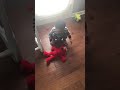 His New Toy